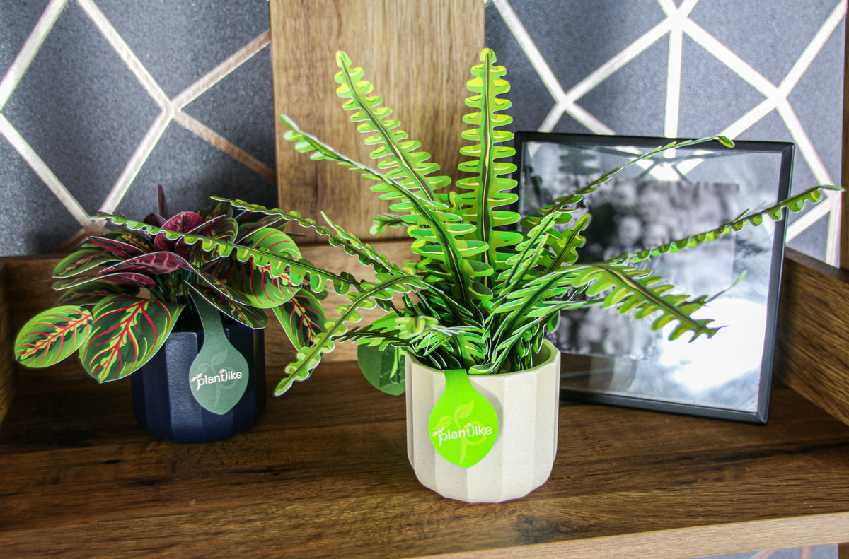 Completed boston fern alongside real plants - zero maintenance houseplant UK - shop Plantlike craft kits free delivery
