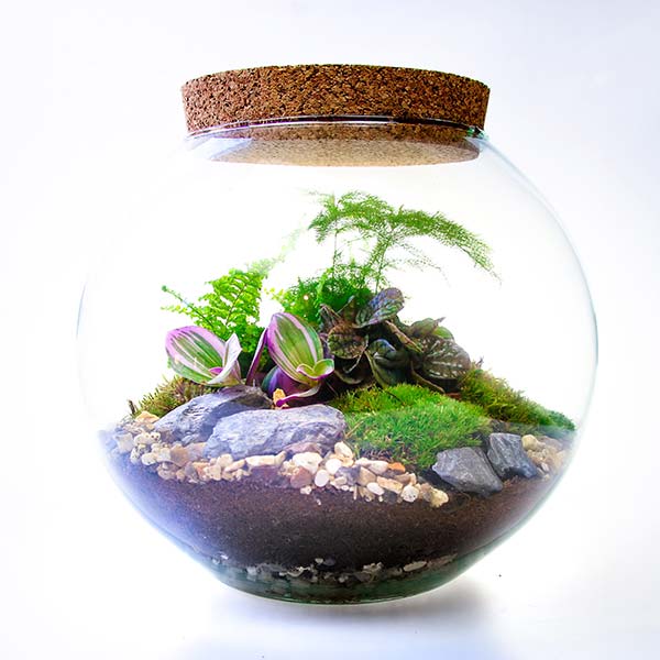 Closed Terrarium Kits with Living Plants