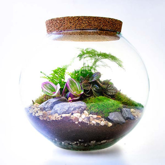 Buy Terrariums Online, House Plant Gifts UK The Art of Succulents