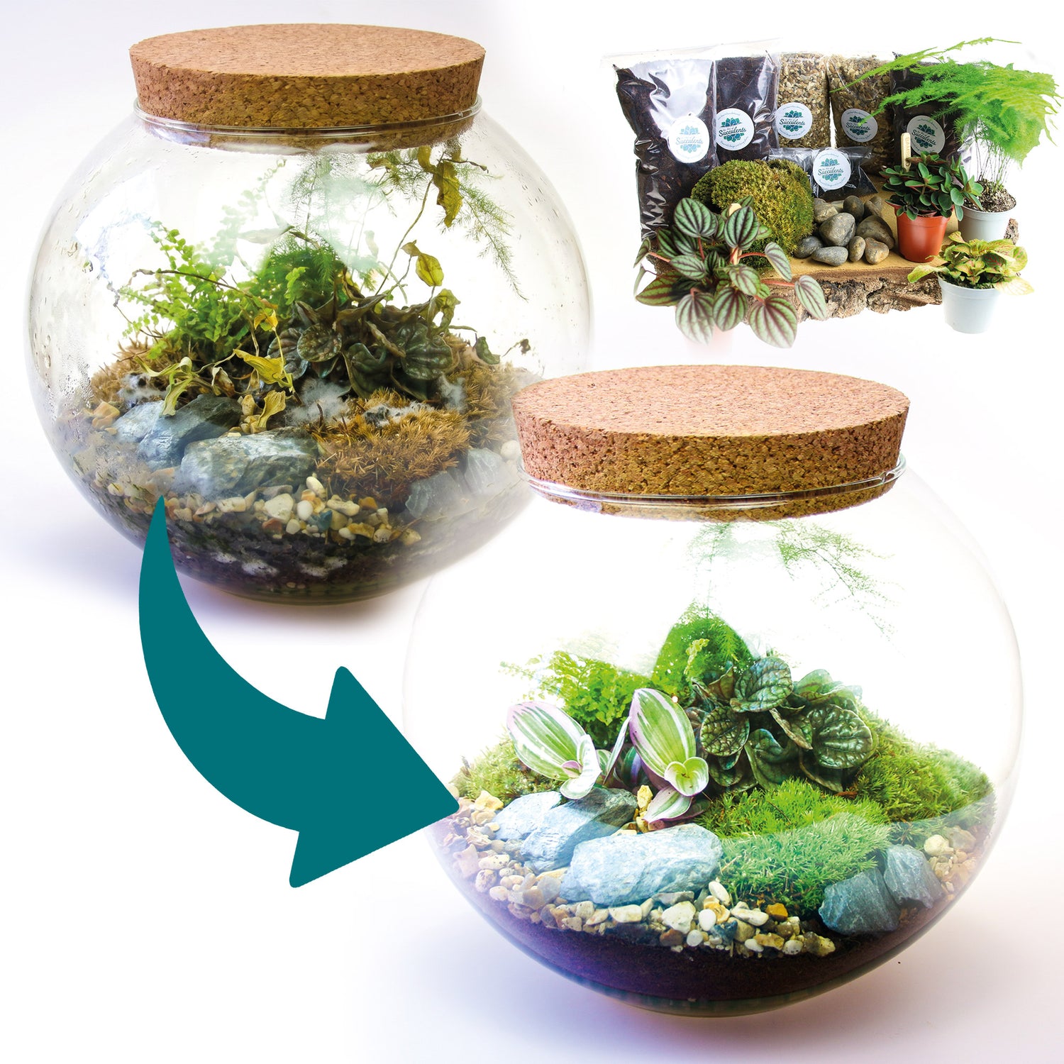 Tired overgrown terrarium refreshed and replanted with a terrarium refresh kit — before and after