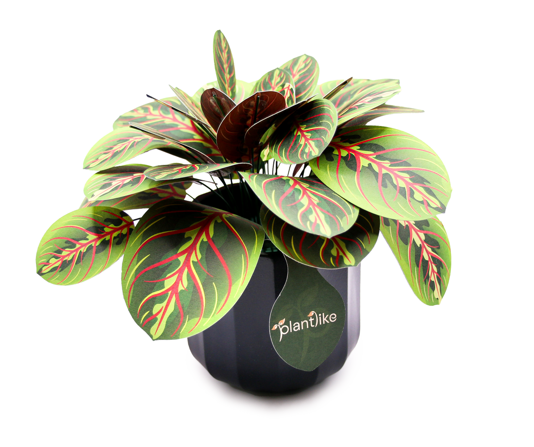 The Prayer Plant