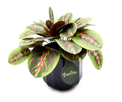 The Prayer Plant