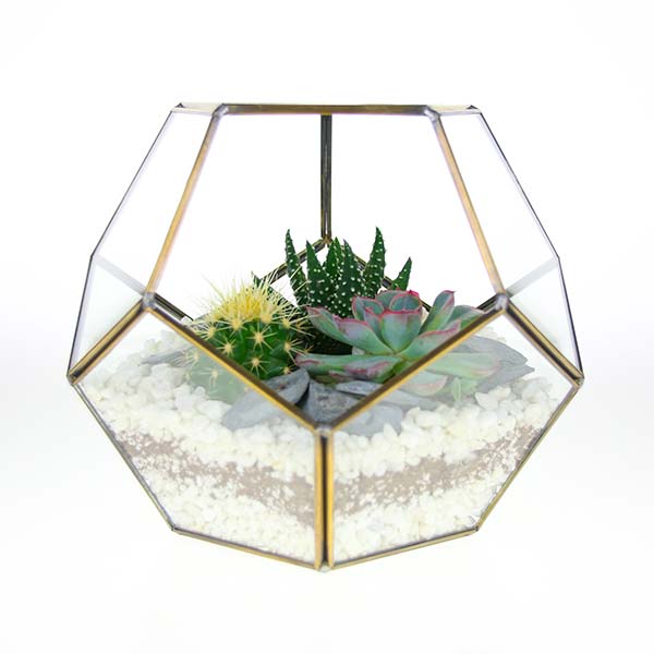 Open terrariums with succulent and cactus plants