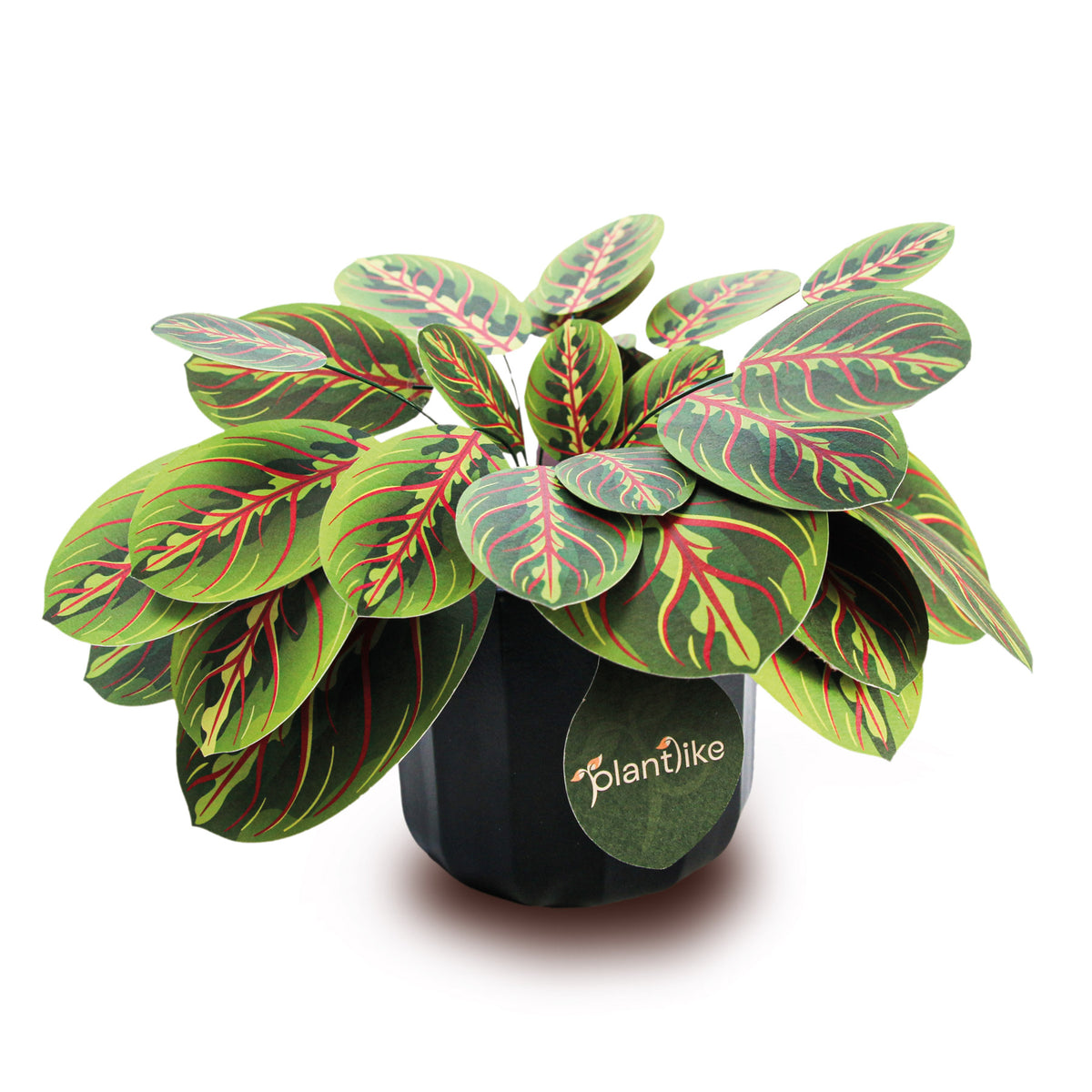 Prayer plant paper craft kit UK - Maranta houseplant gift with black ceramic pot - buy online with free UK delivery