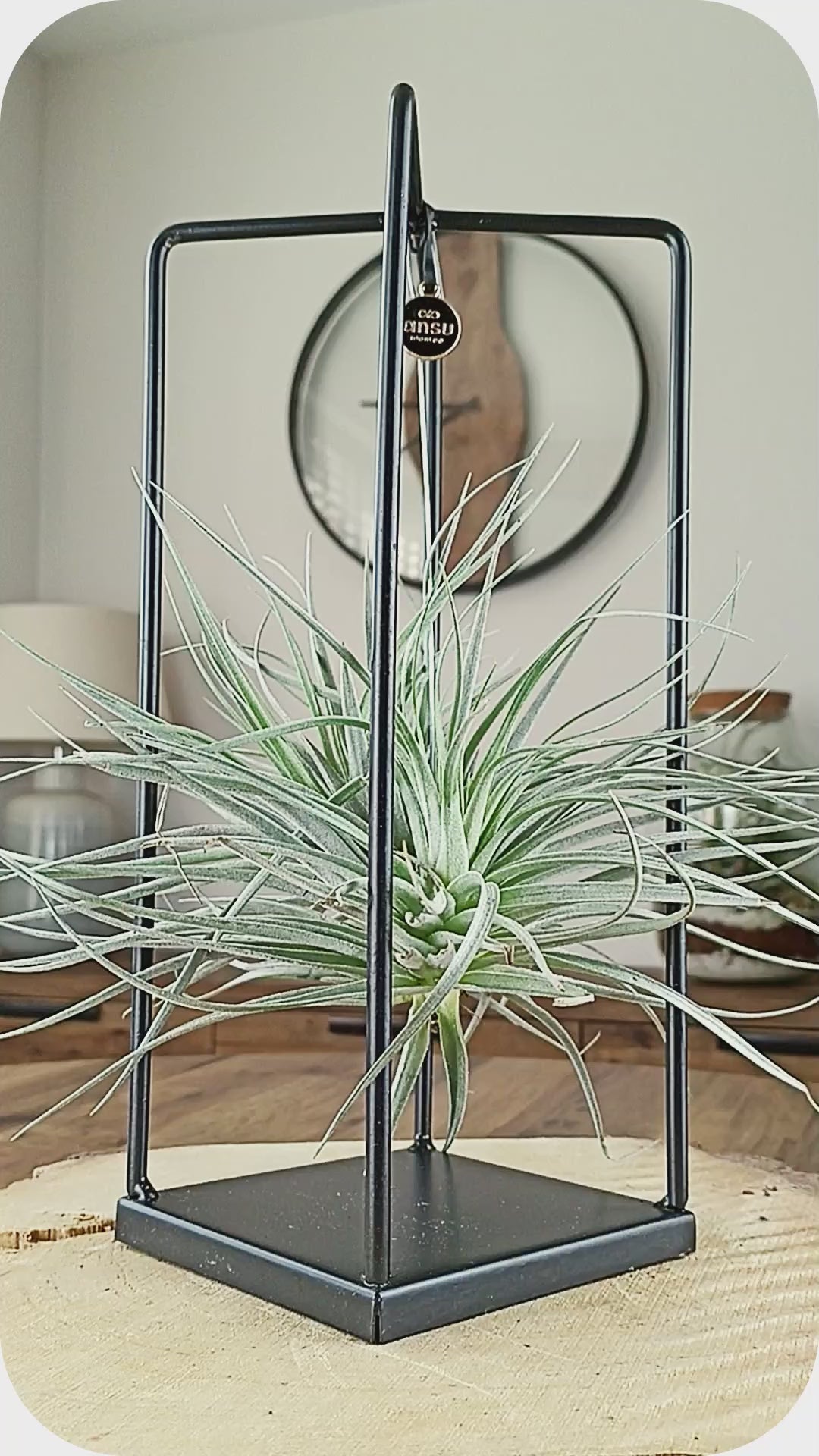 Luxury Hanging Air Plant, Suspended in a Chic Metal Display