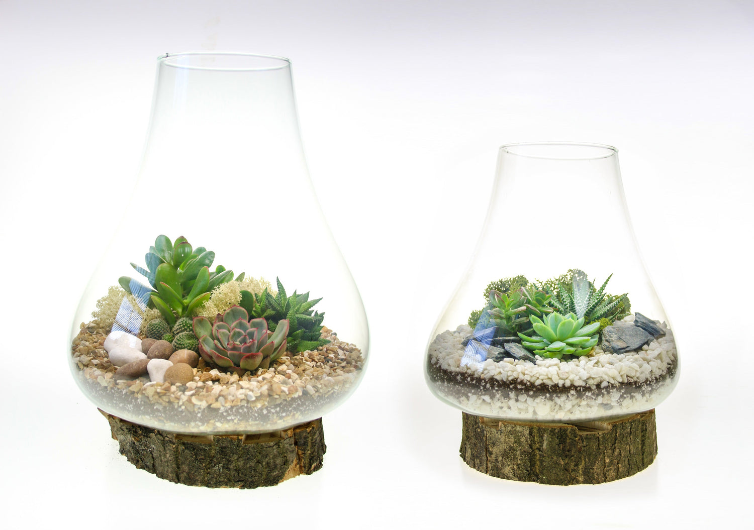 Terrarium set of two, home accessories with plants