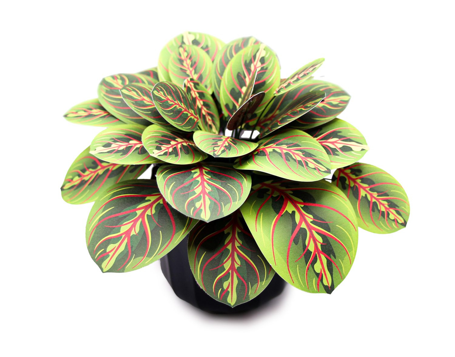 The Prayer Plant