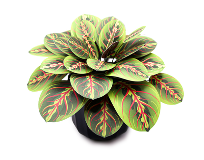 The Prayer Plant