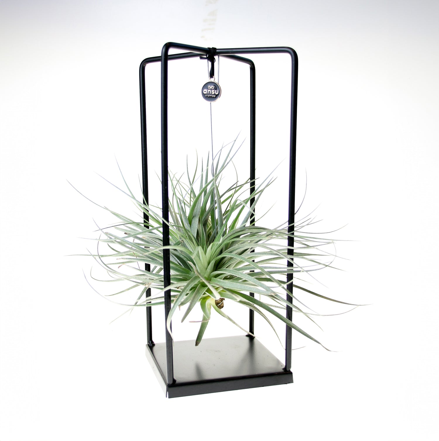 vertical air plant display Luxury Suspended Air Plant – Modern Rectangular Metal Display