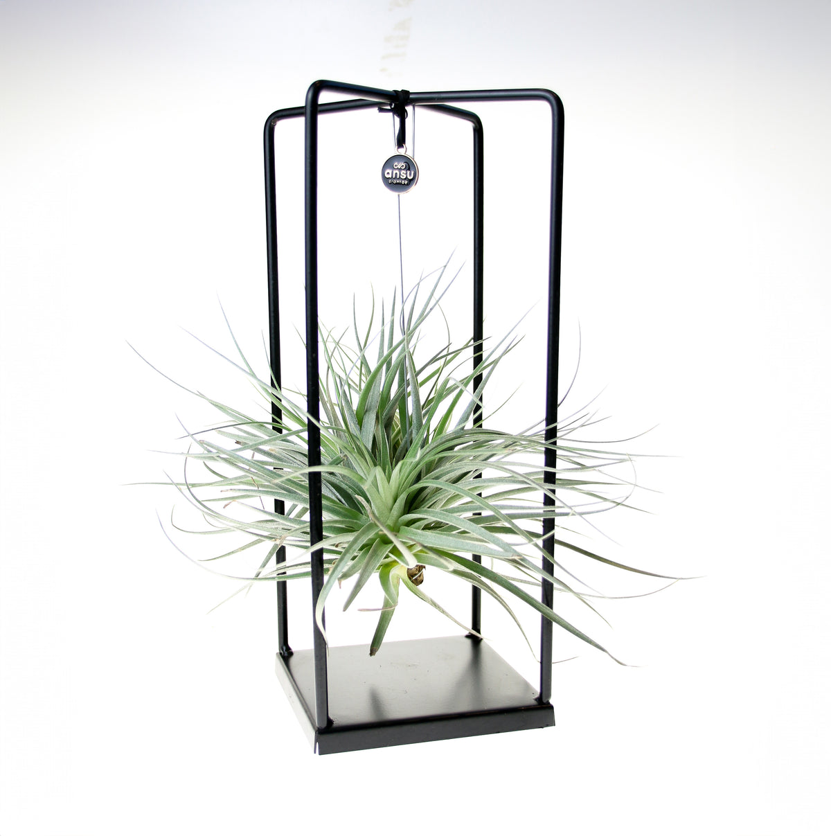 Luxury suspended air plant in modern metal frame – high-end home décor
