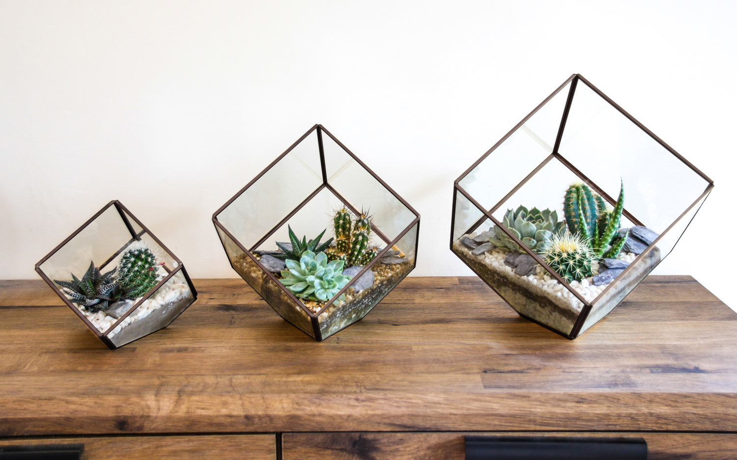 set of 3 terrariums with real cactus and succulent plants
