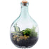 5 litre closed bottle tarrarium ecosystem