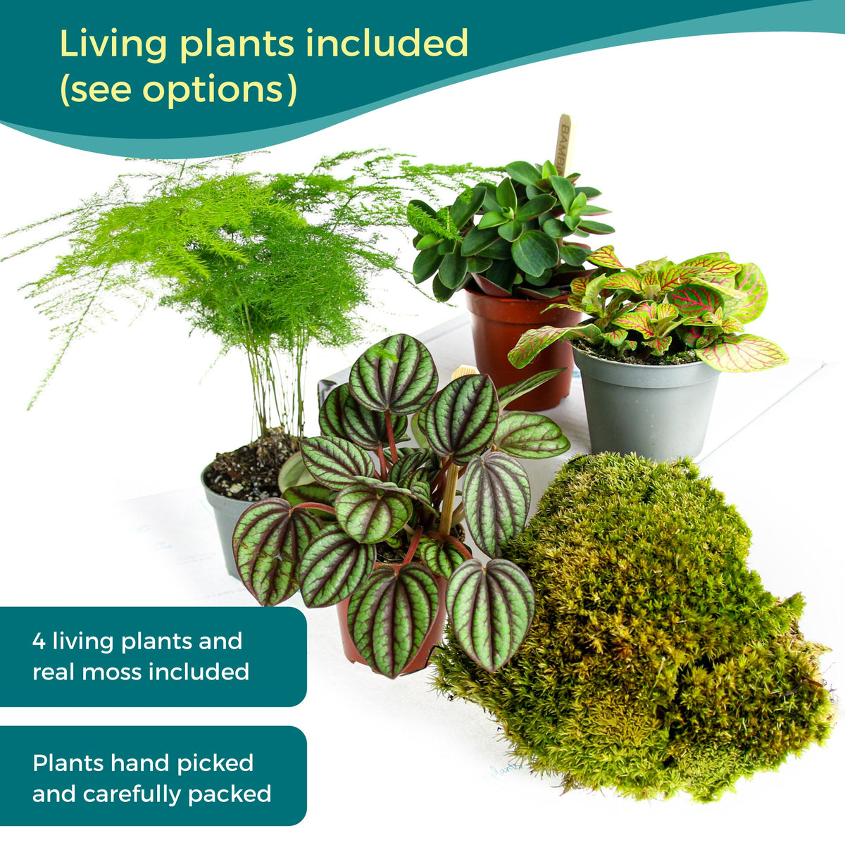 Hand-picked replacement plants to revive a dying closed terrarium — asparagus fern, peperomia and tradescantia