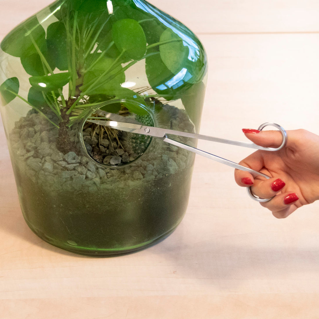 Long terrarium scissors