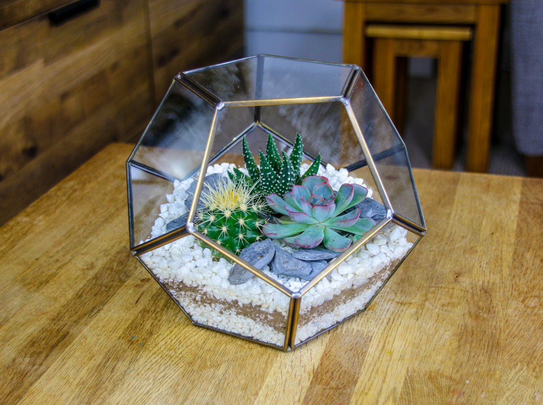 Geometric Ball Terrarium with real plants