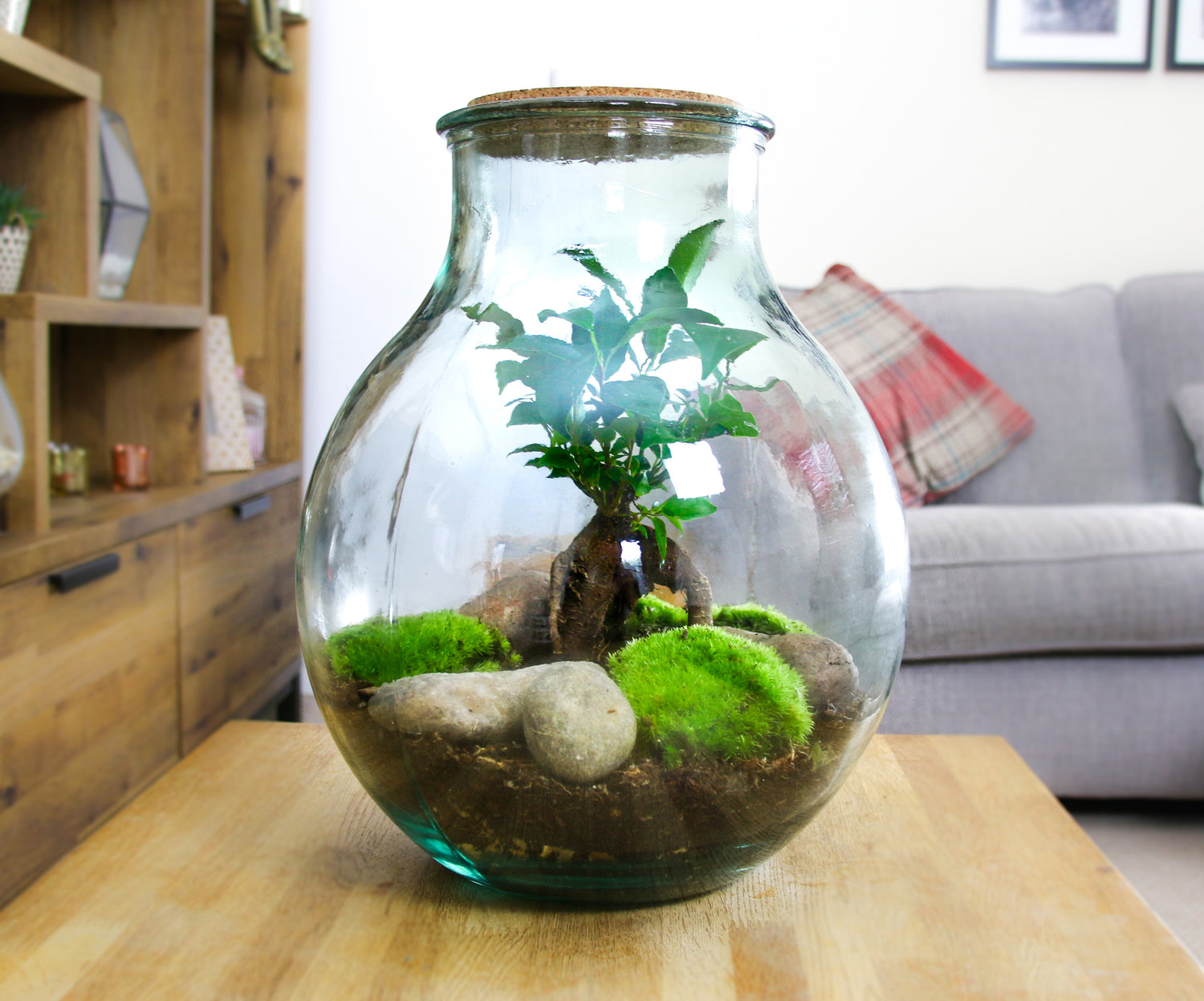 bonsai tree in a terrarium 15L Bonsai Tree & Moss Terrarium in Wide Neck Bottle. Indoor bonsai tree terrarium kit. – The Art of Succulents