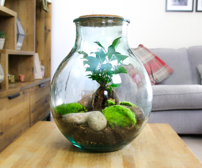 Moss terrarium buy in the UK gift idea