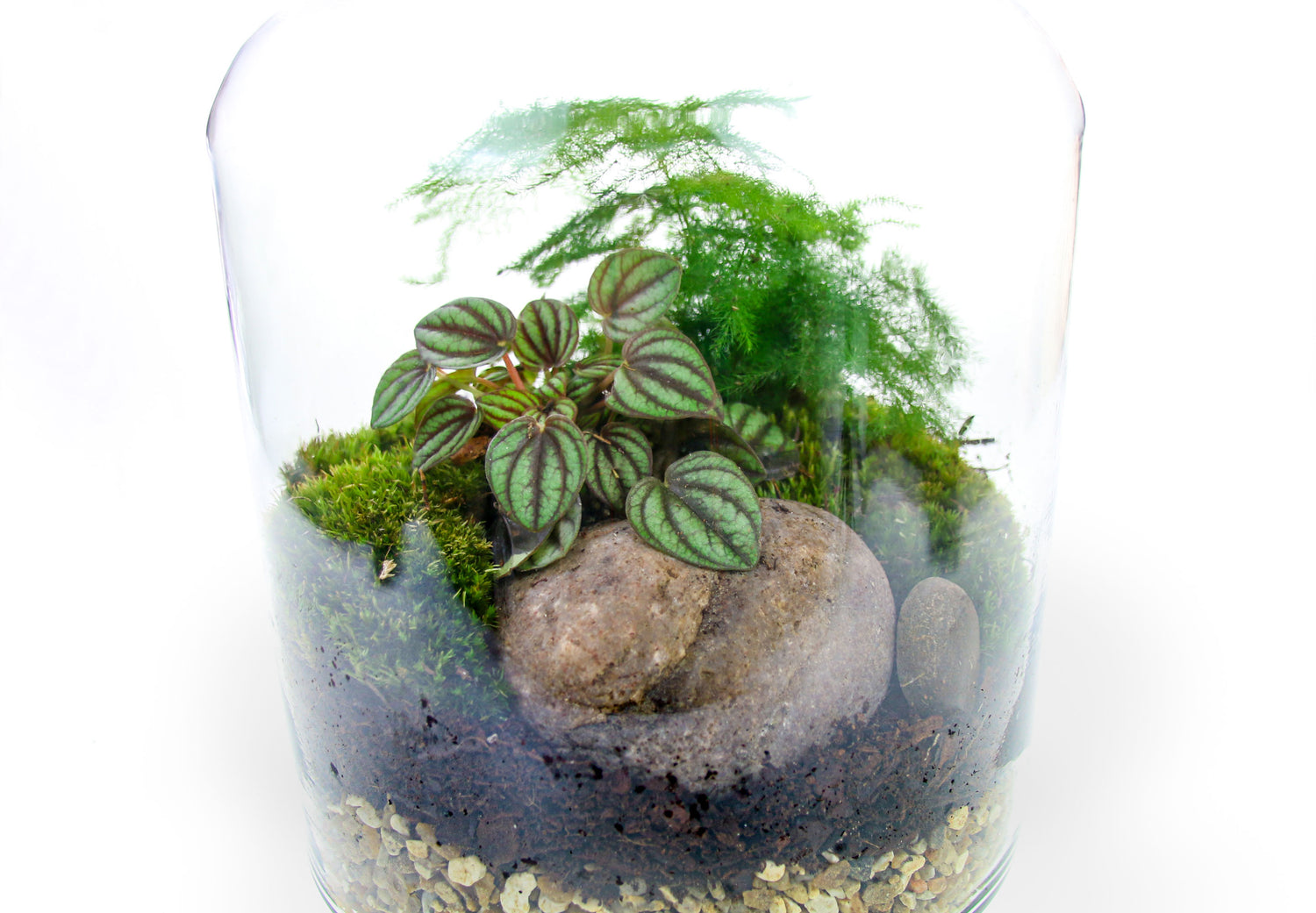 Build a terrarium with living moss, gift ideas