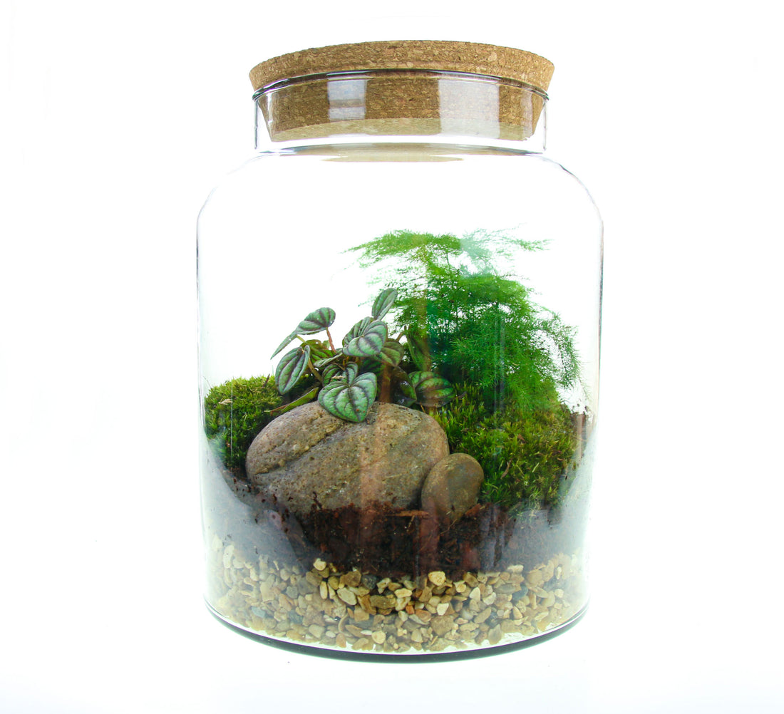 8 Litre closed jar indoor terrarium with ball moss and living plants