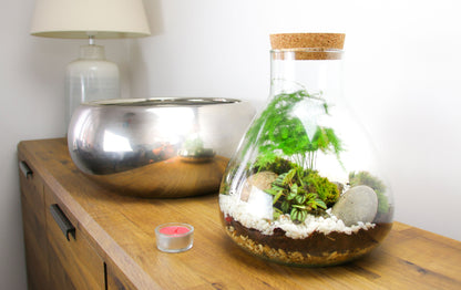 Terrarium kit with real plants and ball moss