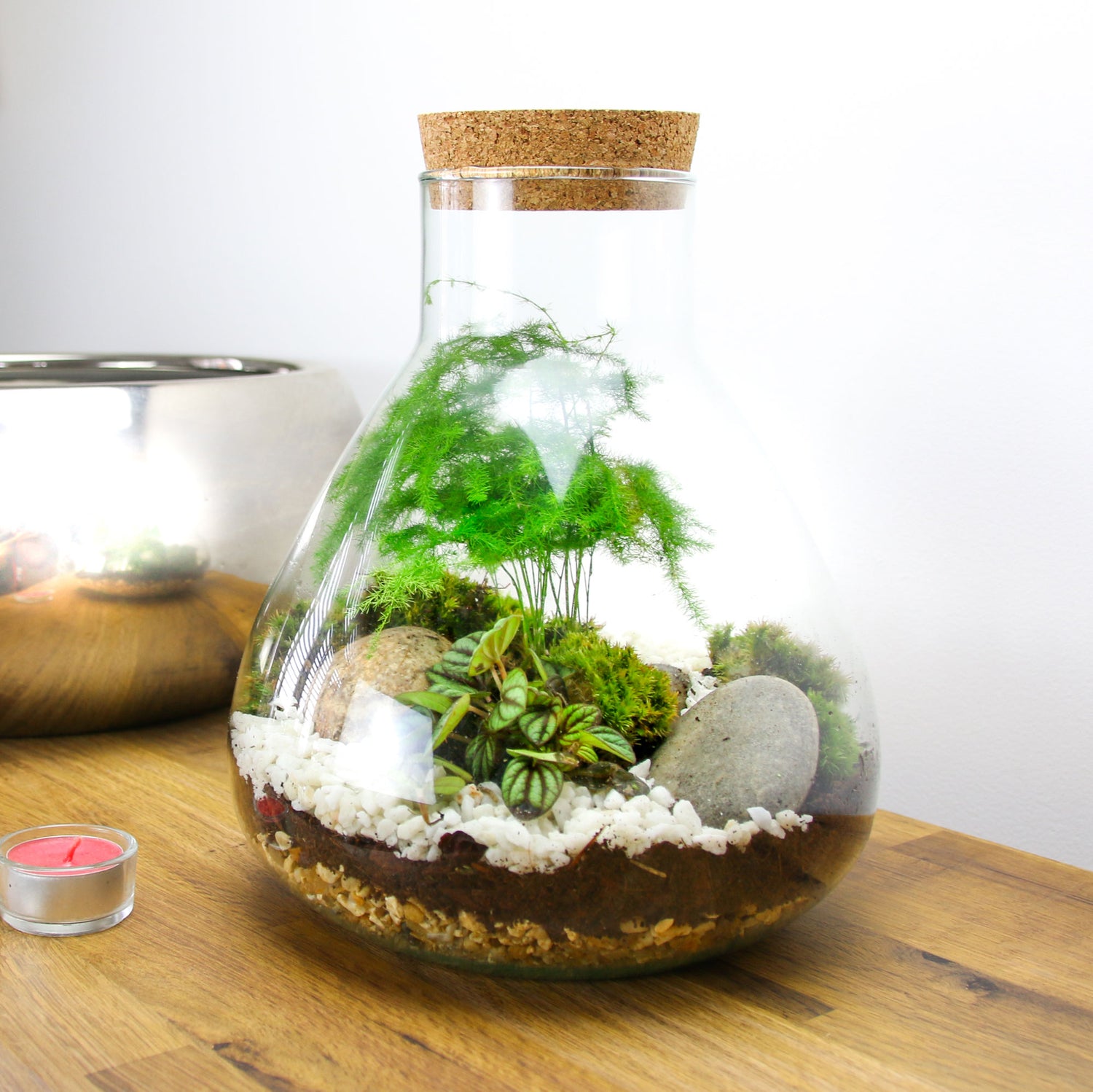 Small Closed Jar Terrarium Kit with moss and plants