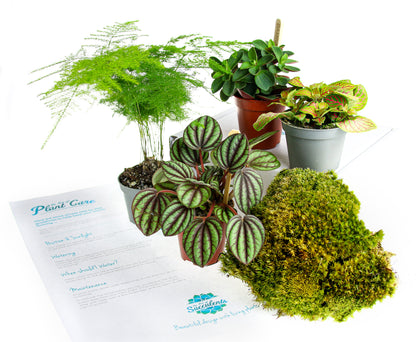 Cushion moss and plants for a terrarium