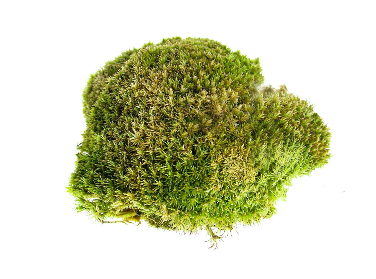 Living cushion moss for closed jar terrariums