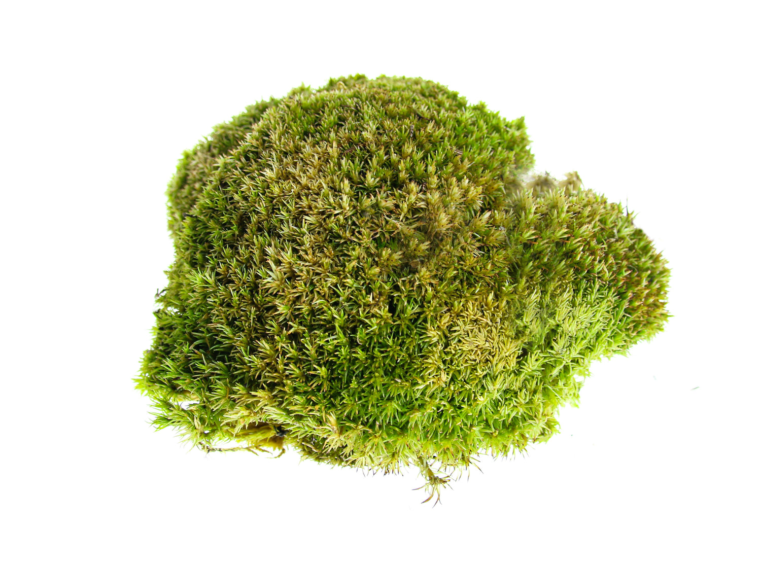 Live Cushion Moss