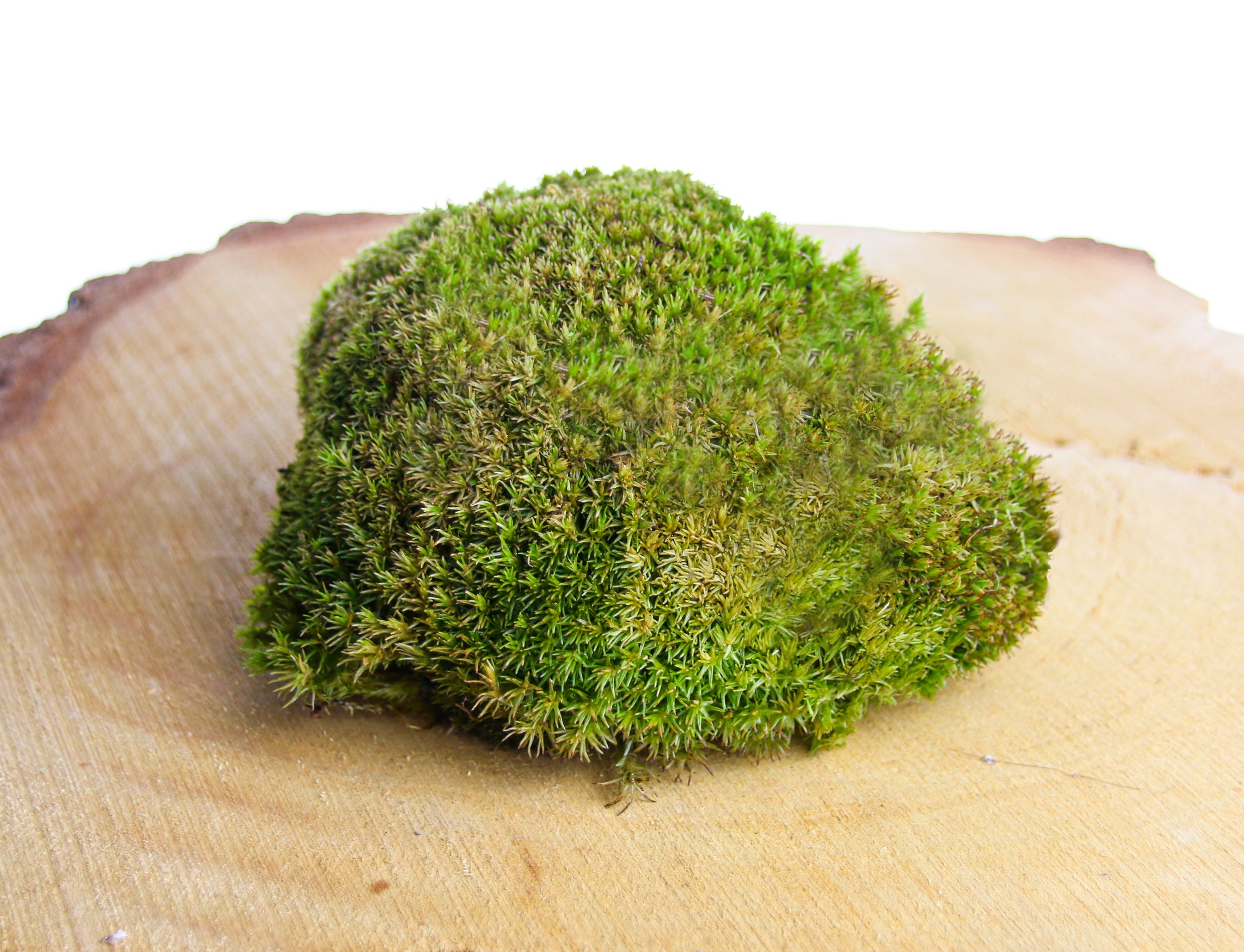 Buy living moss for a terrarium