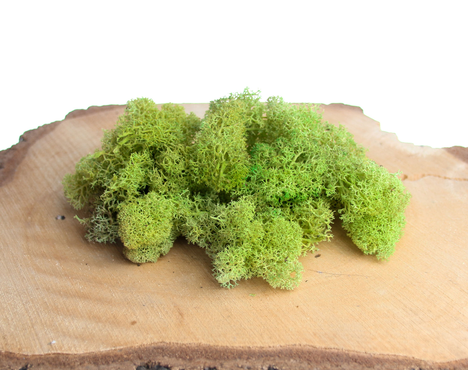 Reindeer moss for terrarium landscaping