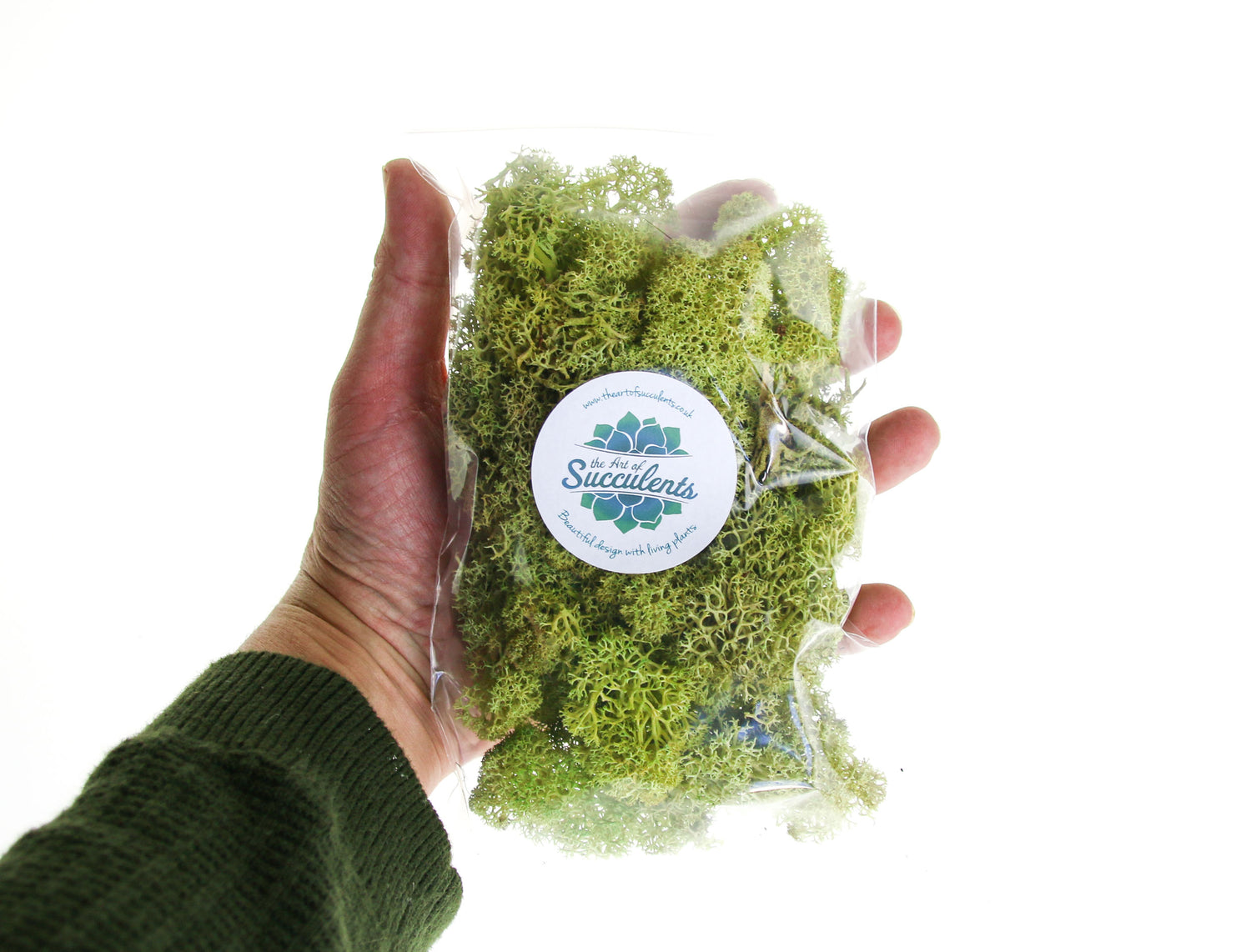 Preserved green terrarium moss