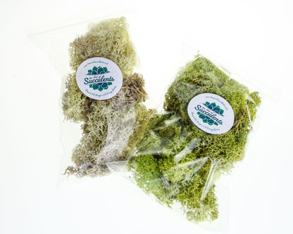 Mix moss colours for a terrarium design