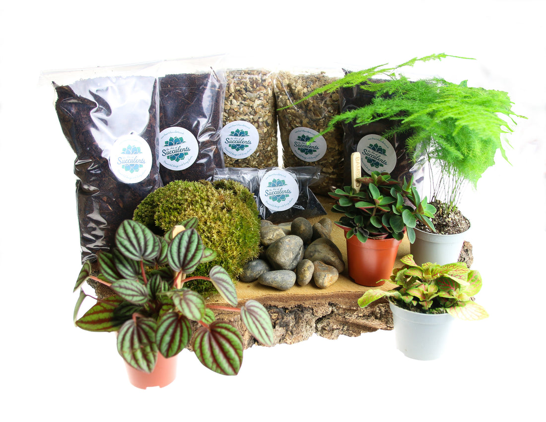 Build our own closed terrarium with our large terrarium starter kit