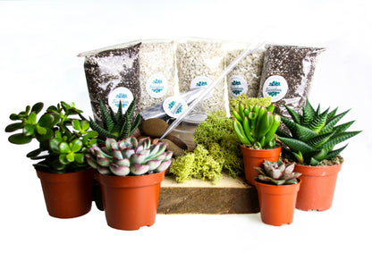 Terrarium starter kit with succulent plants