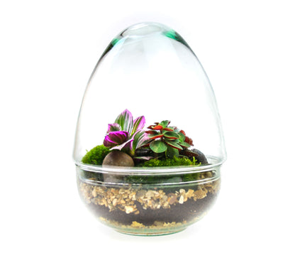 Recycled glass terrarium with real plants