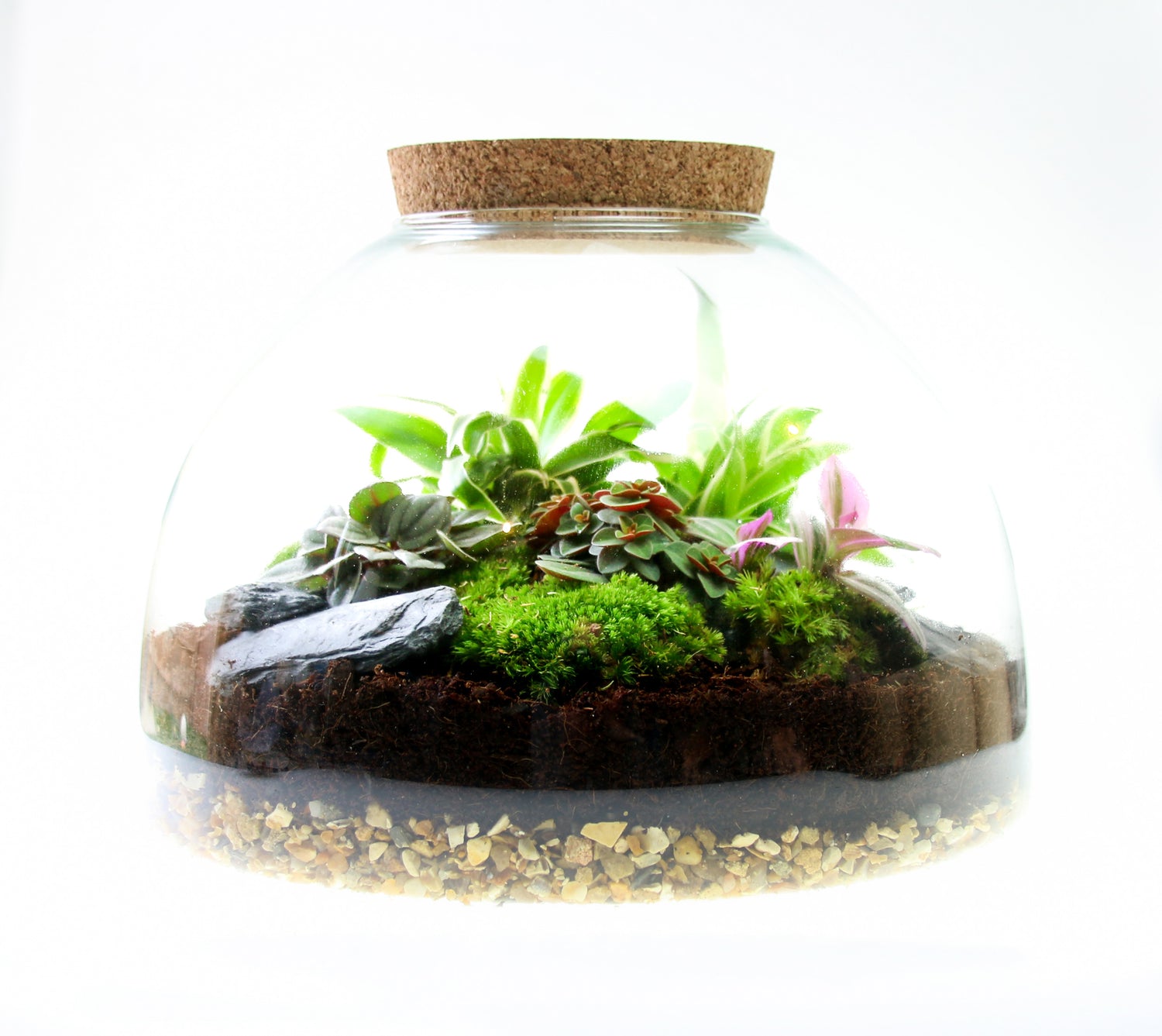 Terrarium kit with real plants, UK delivery