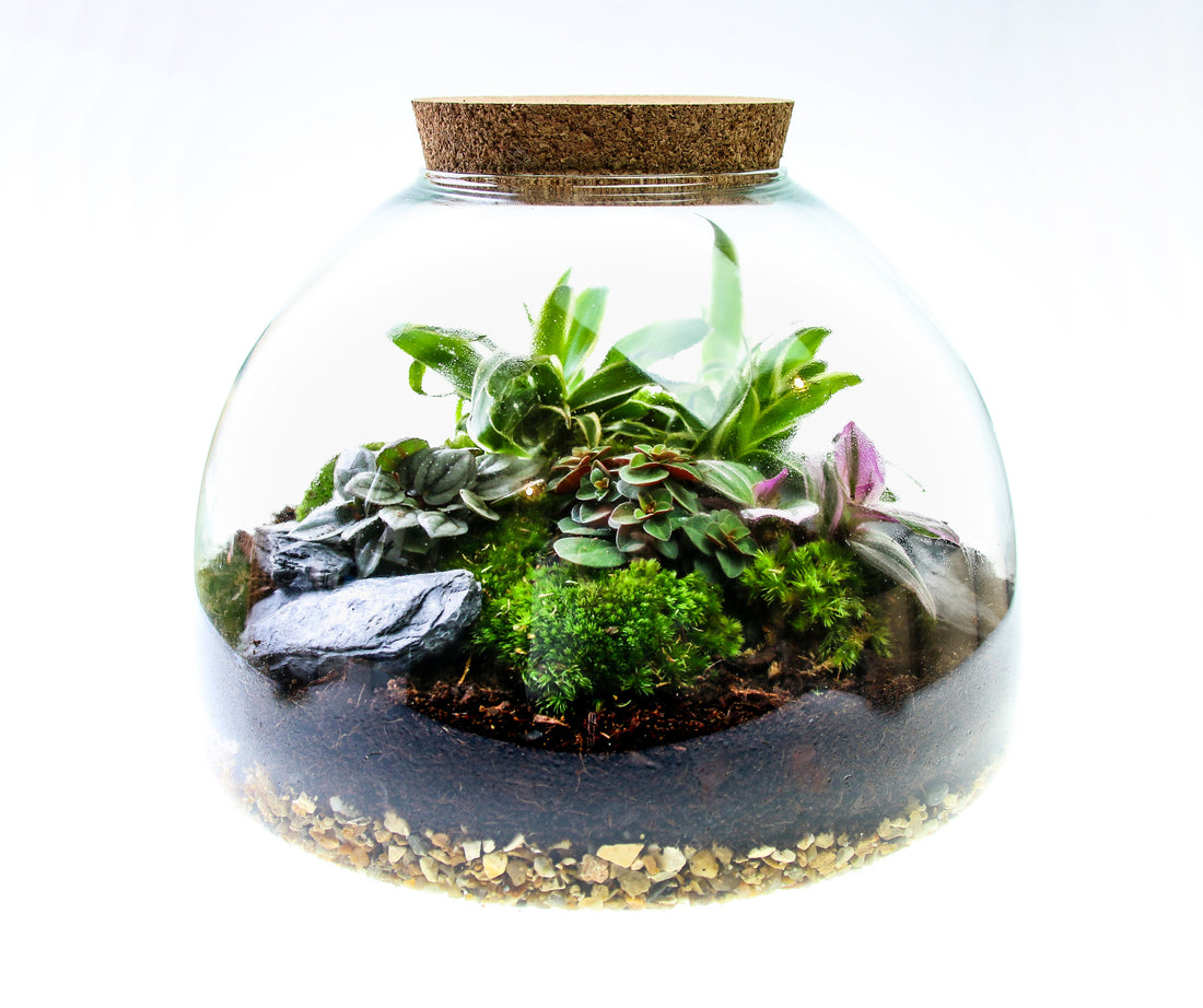 Closed Domed terrarium kit with real plants and moss