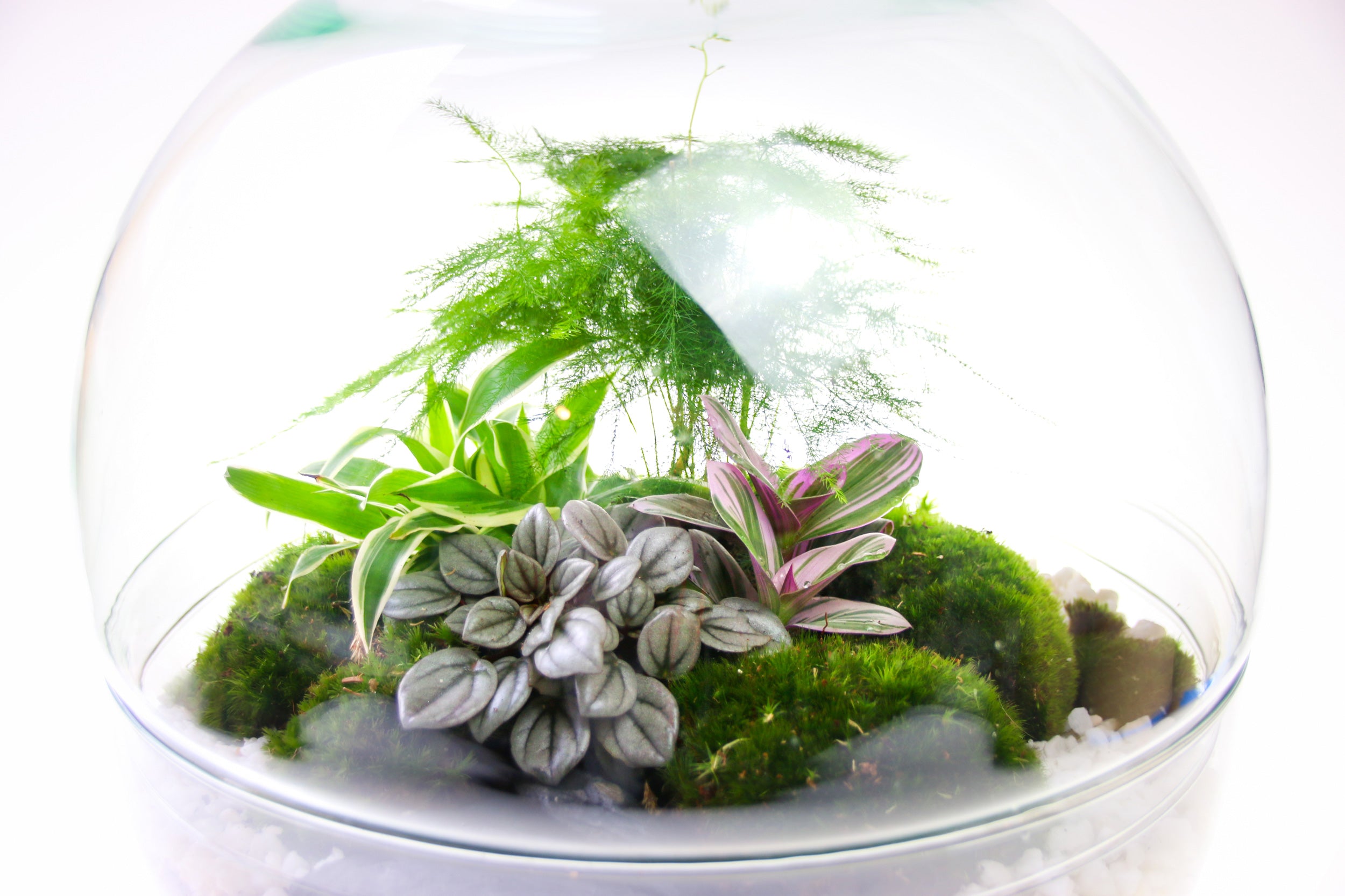 Terrarium plant display gift ideas