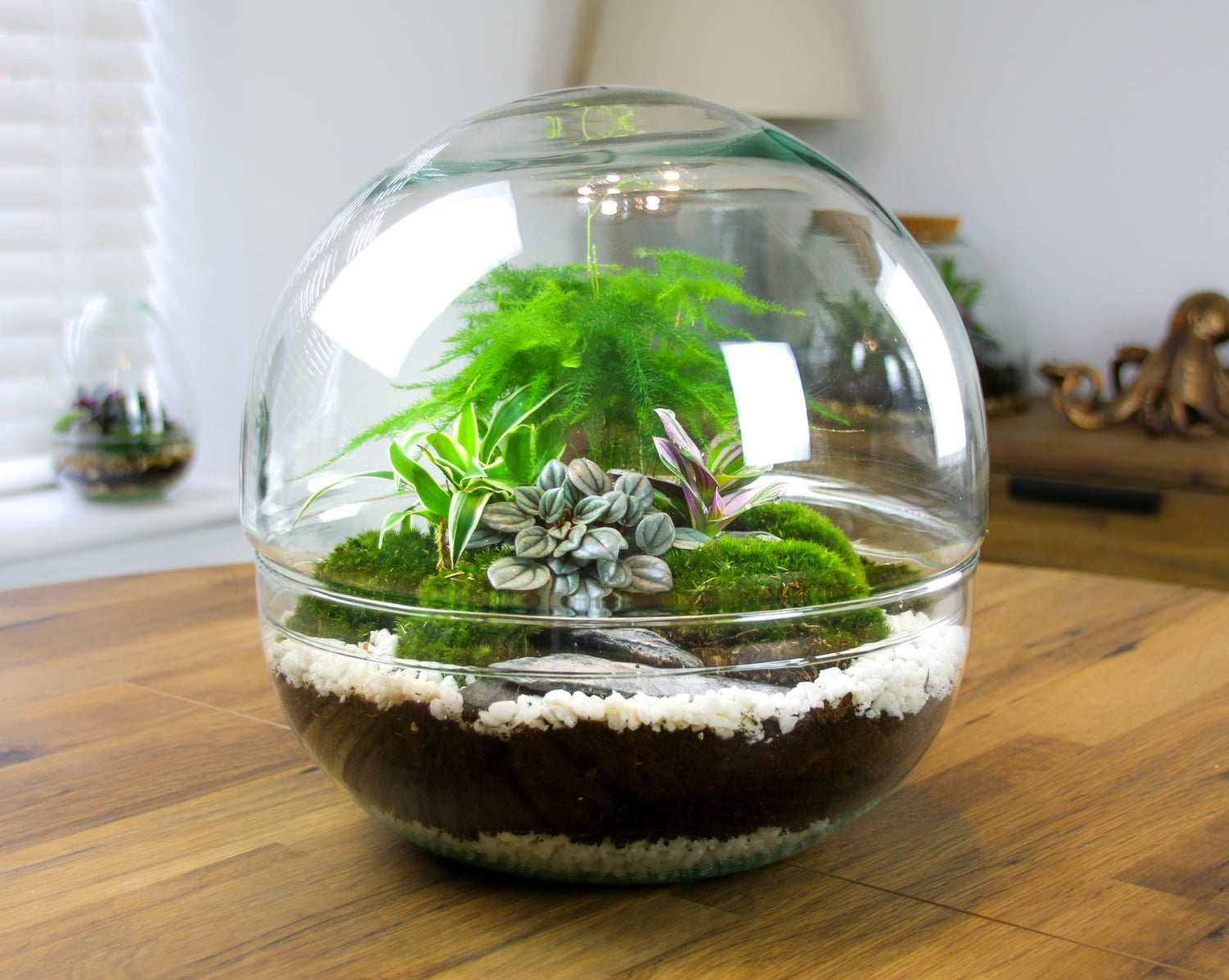 Glass orb terrarium kit with living plants