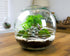 Glass orb terrarium kit with living plants