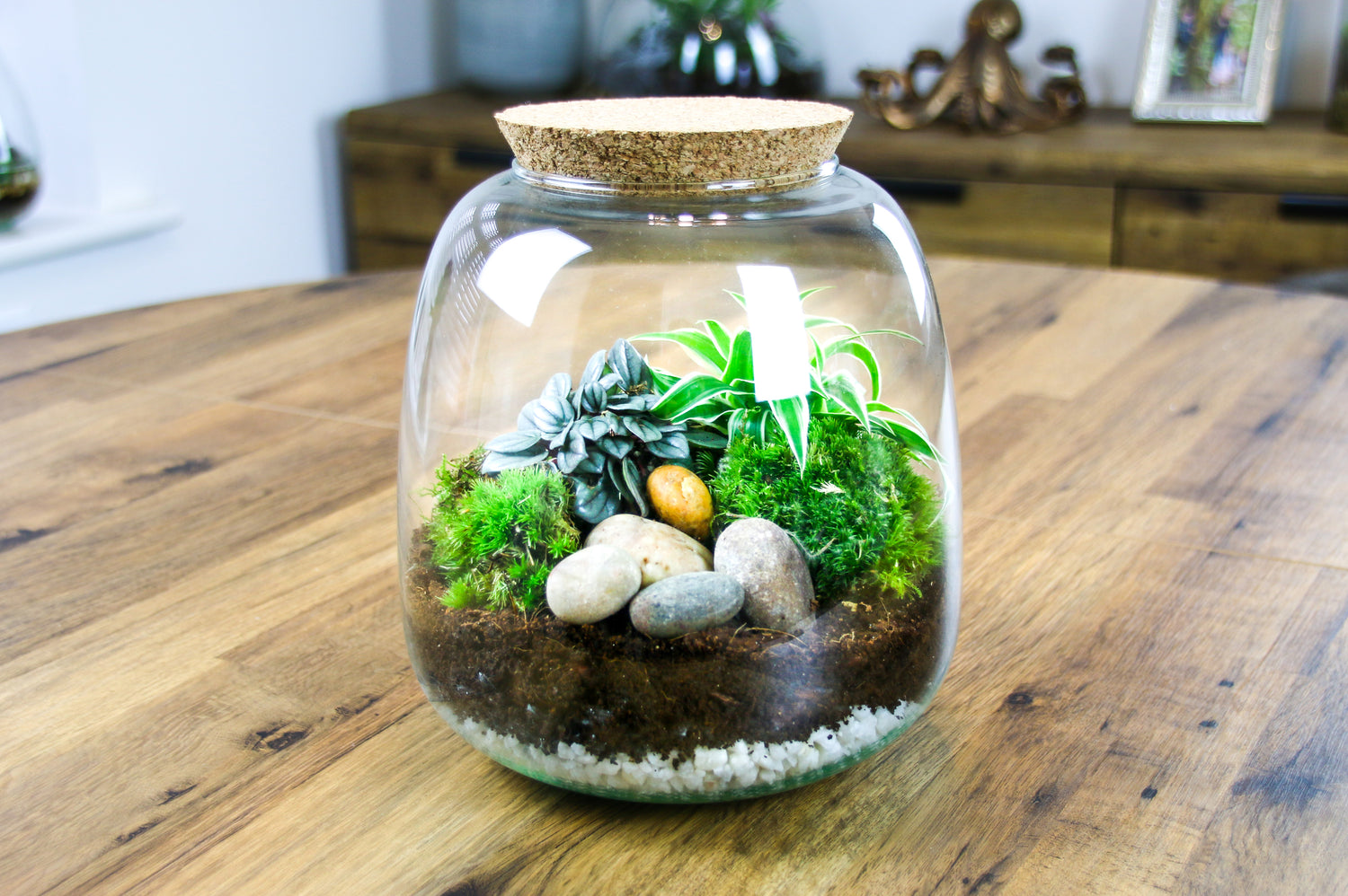Terrarium kit to buy online with real plants