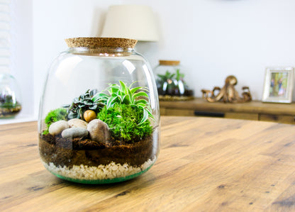 Glass terrarium starter kit gift ideas