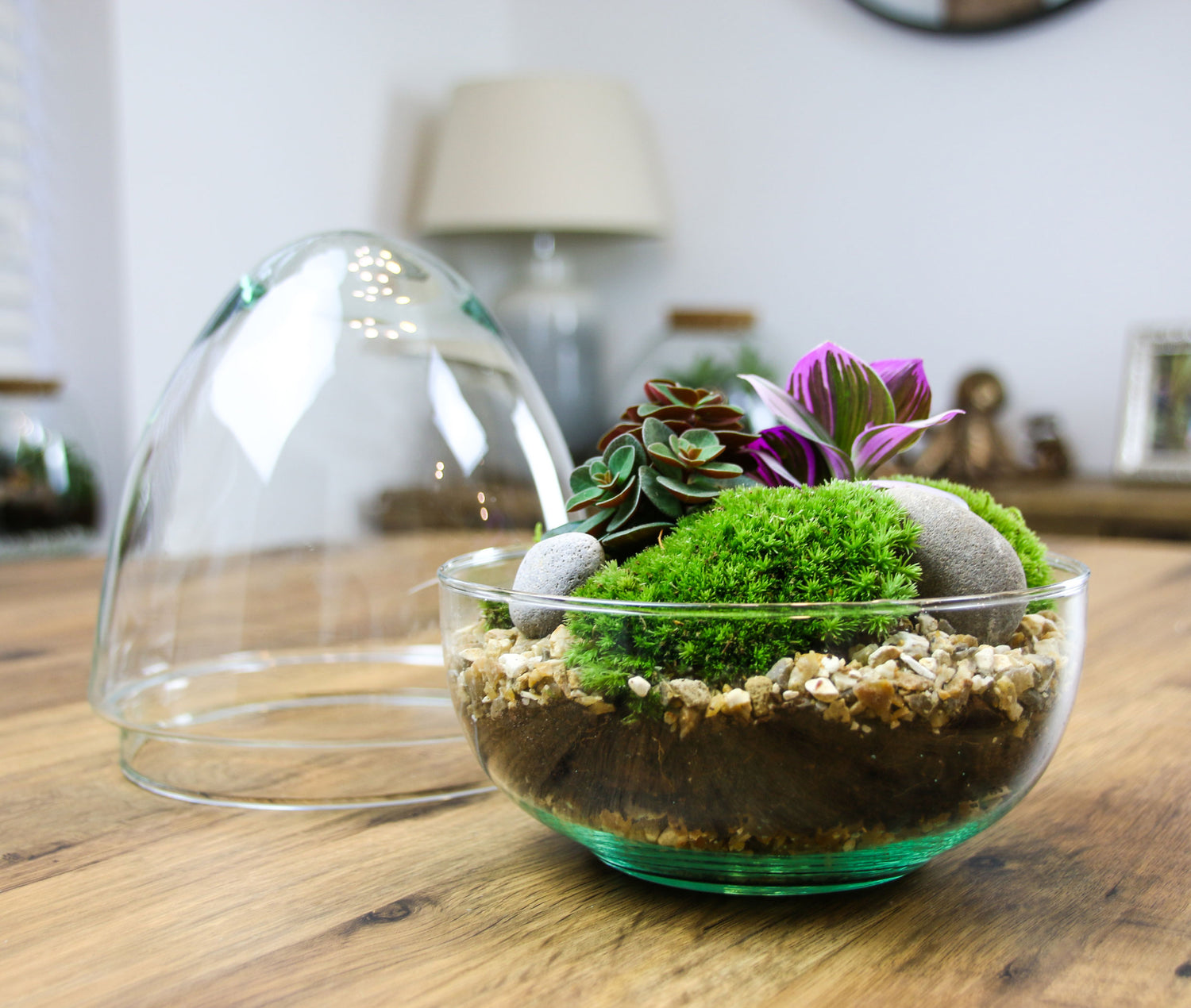 Terrarium kit with real plants and cushion moss