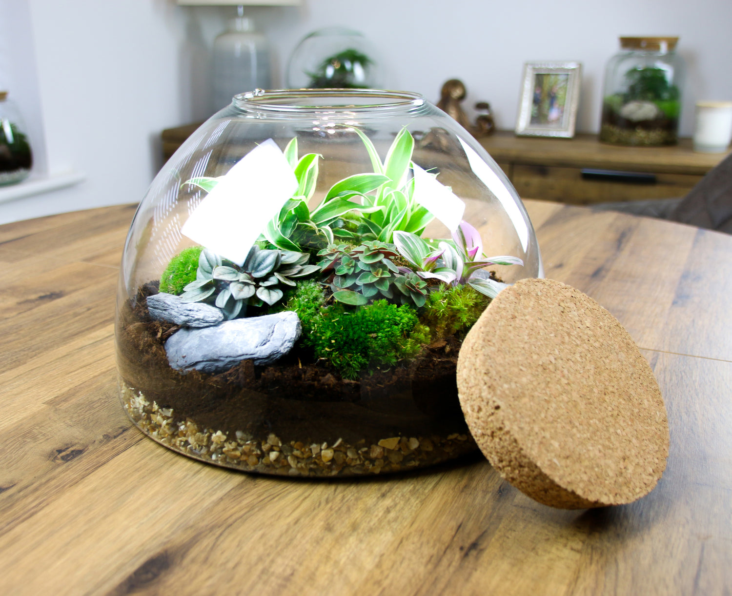 Glass terrarium with forest plants and cushion moss