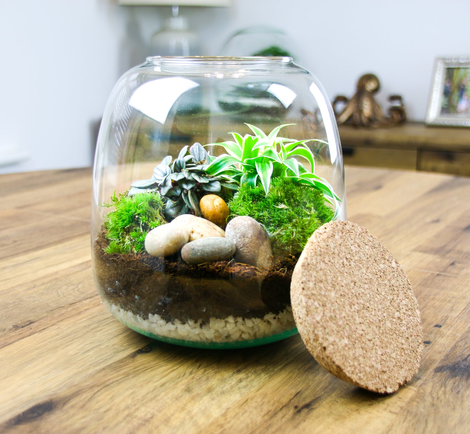 Closed Terrarium kit with real plants and moss