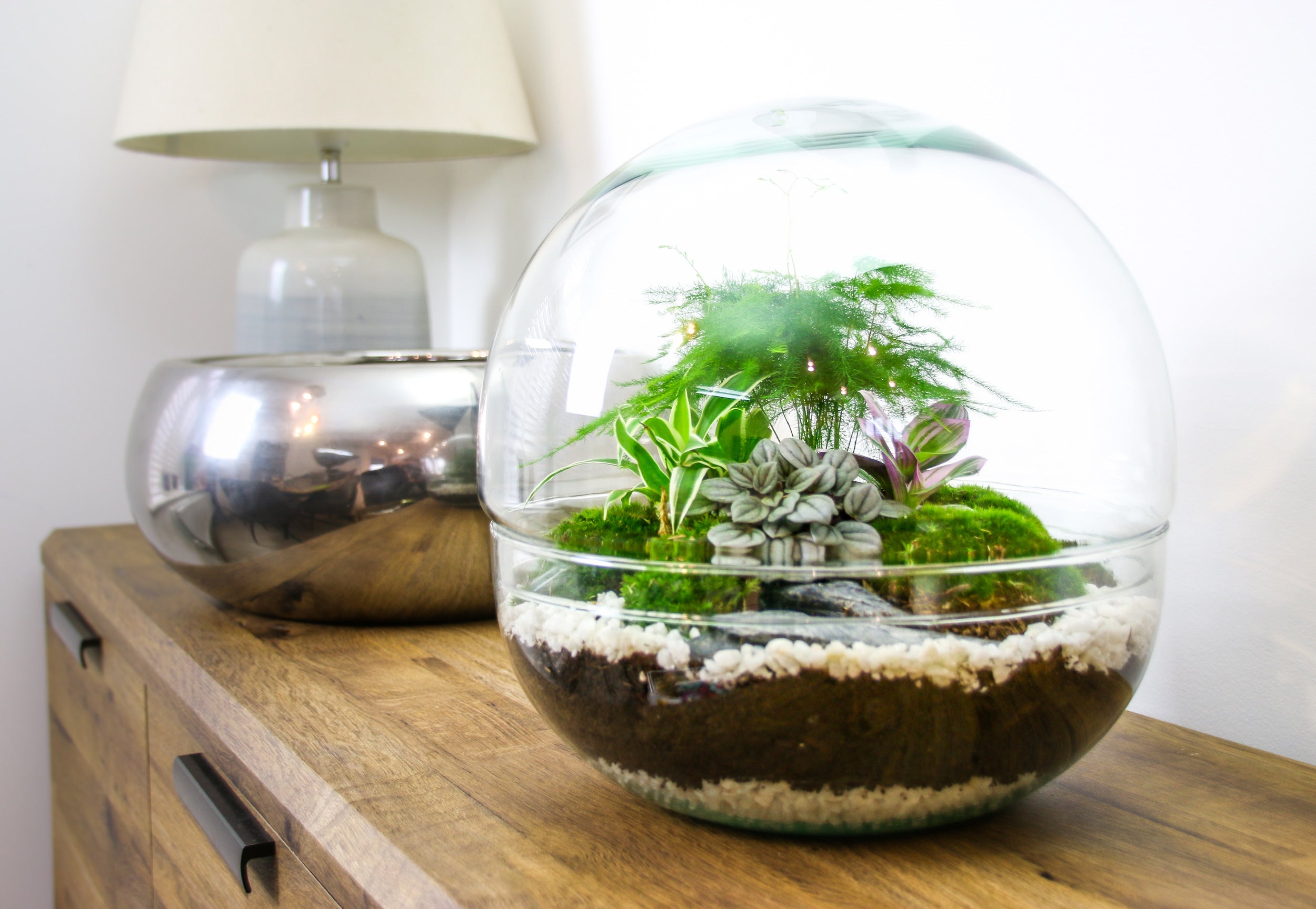 Glass closed terrarium with real plants and cushion moss