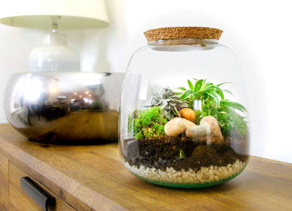 Bottle garden kits for the home