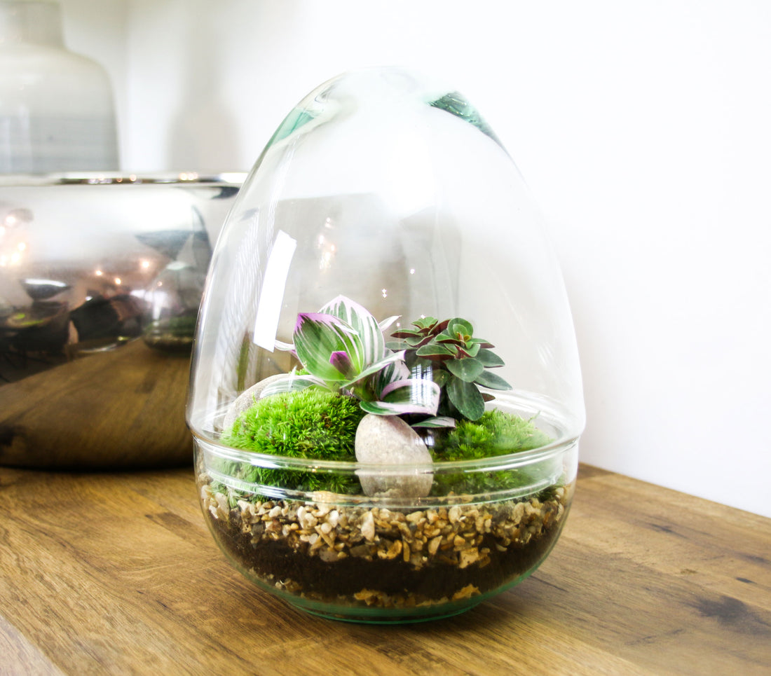 Glass Egg terrarium kit