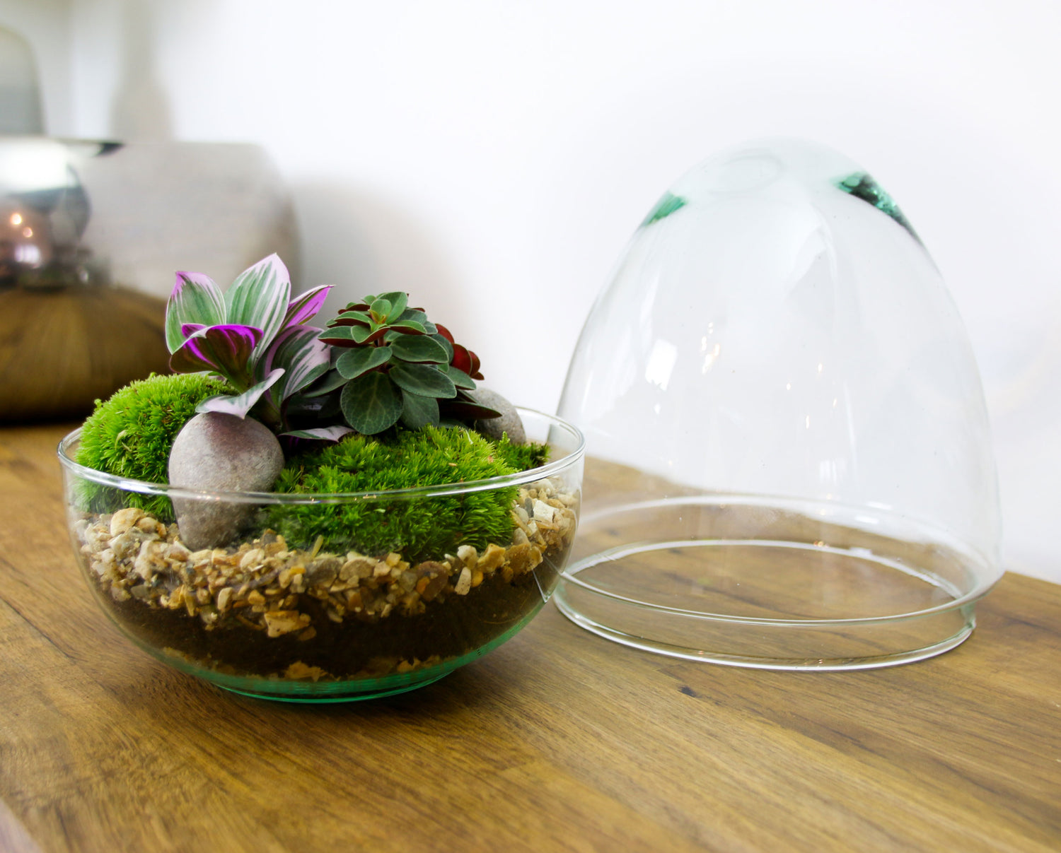 buy plant terrariums online The Egg