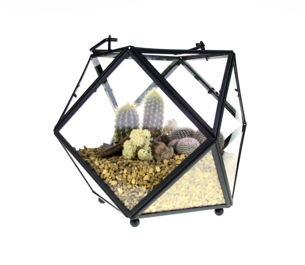 Cactus Terrarium Kit Stunning Large Geometric Design, UK The Art of